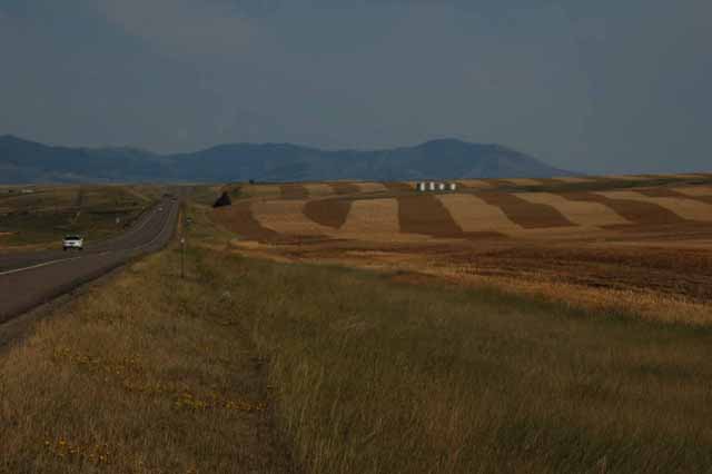 Wheat fields at harvest time